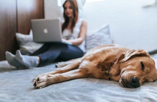 Golden Retriever lying on bed