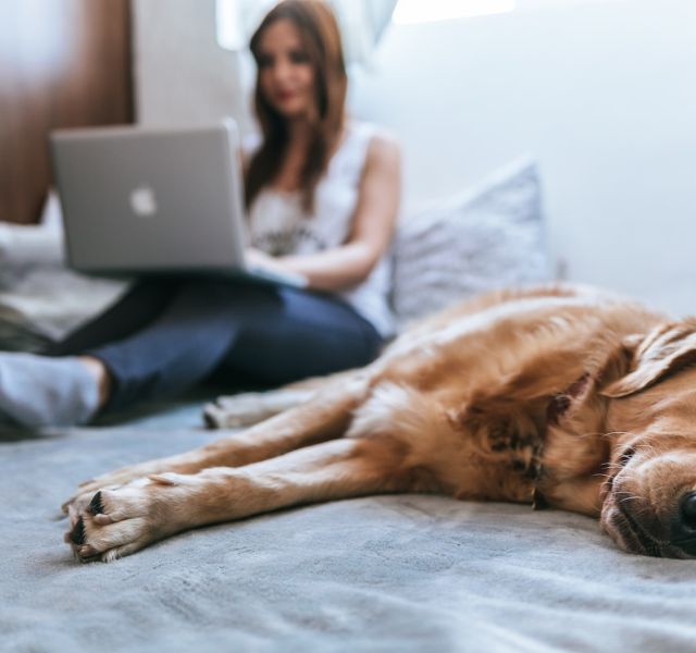 Golden Retriever lying on bed
